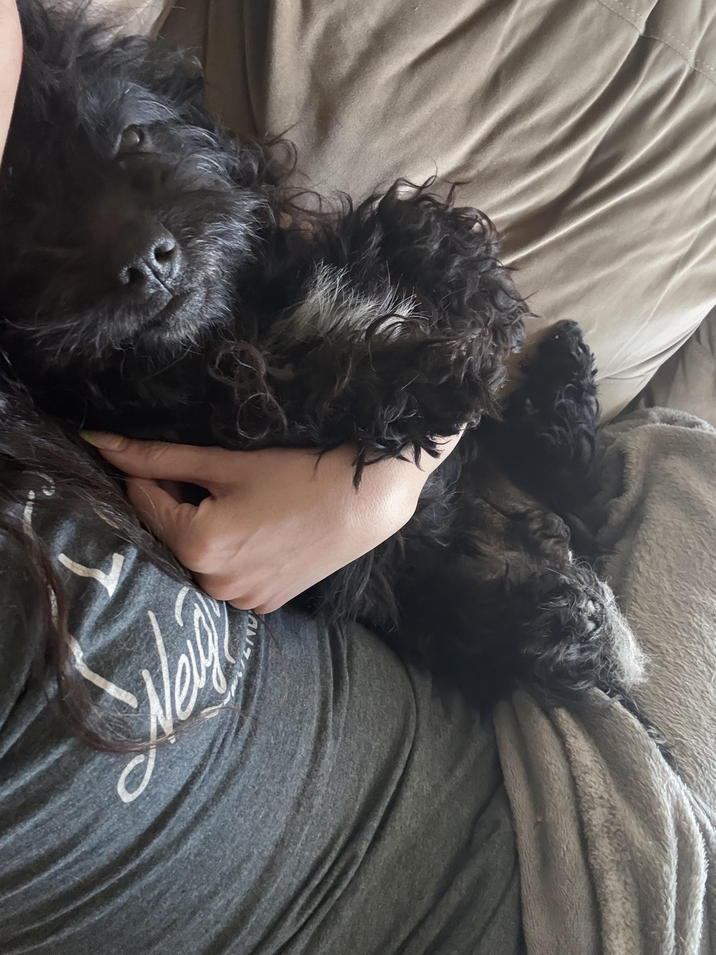 Enlarge Jasper, an adopted mixed breed in Bay Point, CA image 3/4