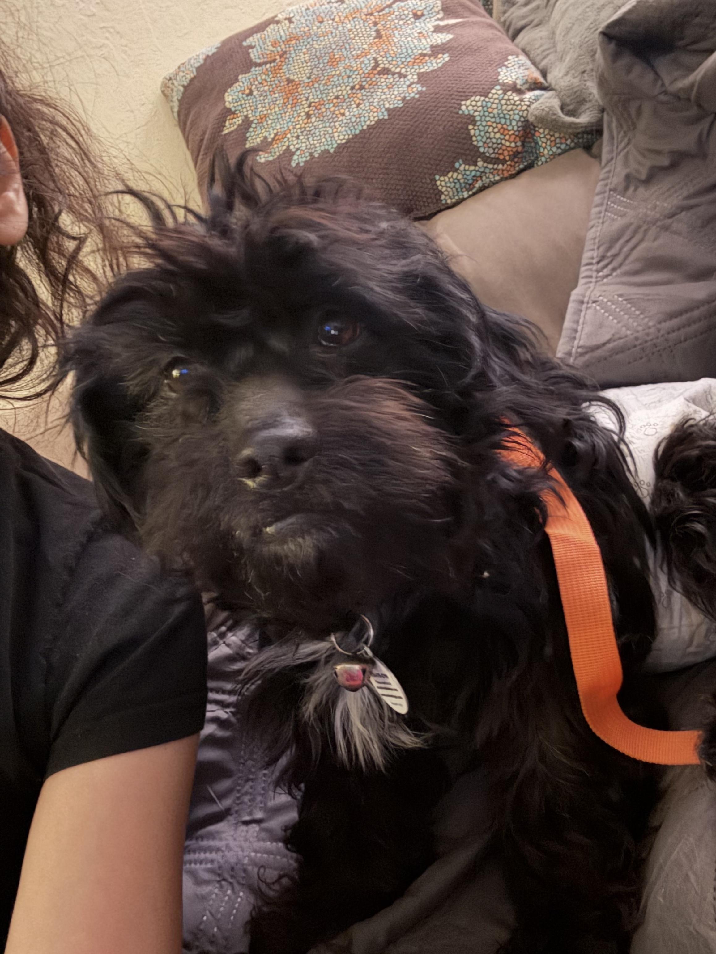 Enlarge Jasper, an adopted mixed breed in Bay Point, CA image 2/4