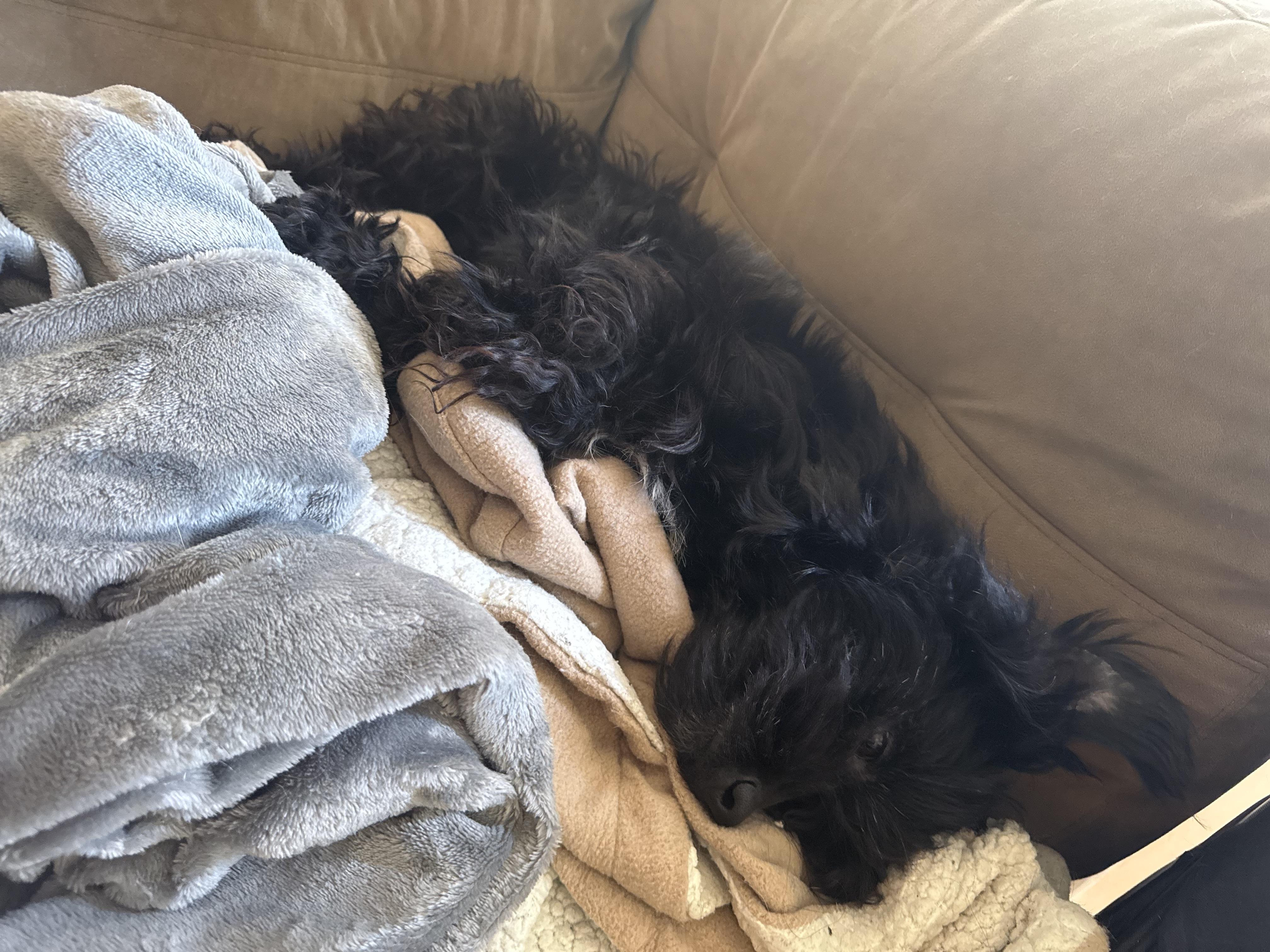 Enlarge Jasper, an adopted mixed breed in Bay Point, CA image 4/4