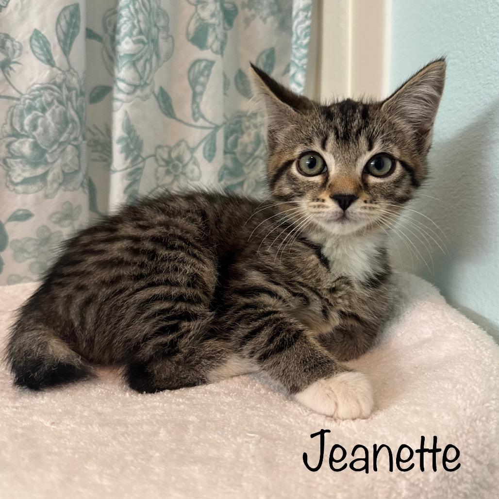 Jeanette, a Adoptable mixed breed in TITUSVILLE, FL image 1/2