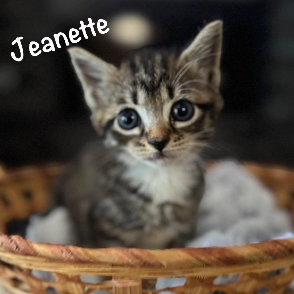 Jeanette, a Adoptable mixed breed in TITUSVILLE, FL image 2/2