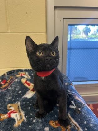 Crinkle Cut, Adoptable, Kitten Female Domestic Short Hair & Domestic Short Hair.
