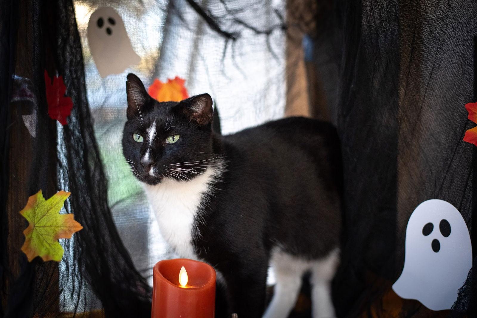 Enlarge WONKY, a Adoptable Domestic Short Hair in Flint Hill, VA image 1/3