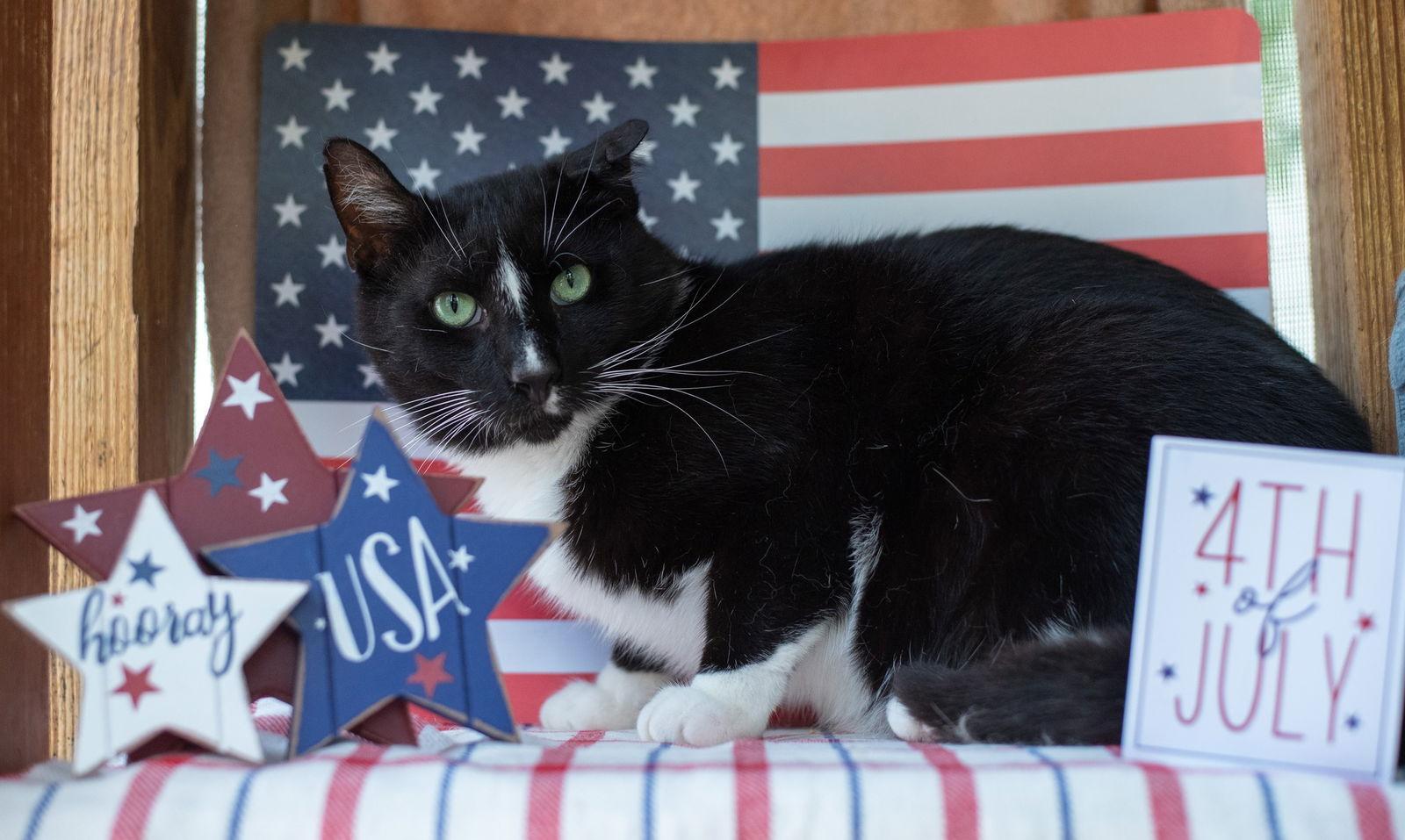 Enlarge WONKY, a Adoptable Domestic Short Hair in Flint Hill, VA image 2/3