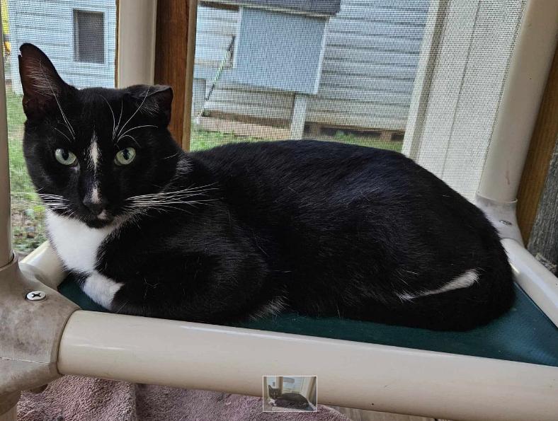 Enlarge WONKY, a Adoptable Domestic Short Hair in Flint Hill, VA image 3/3