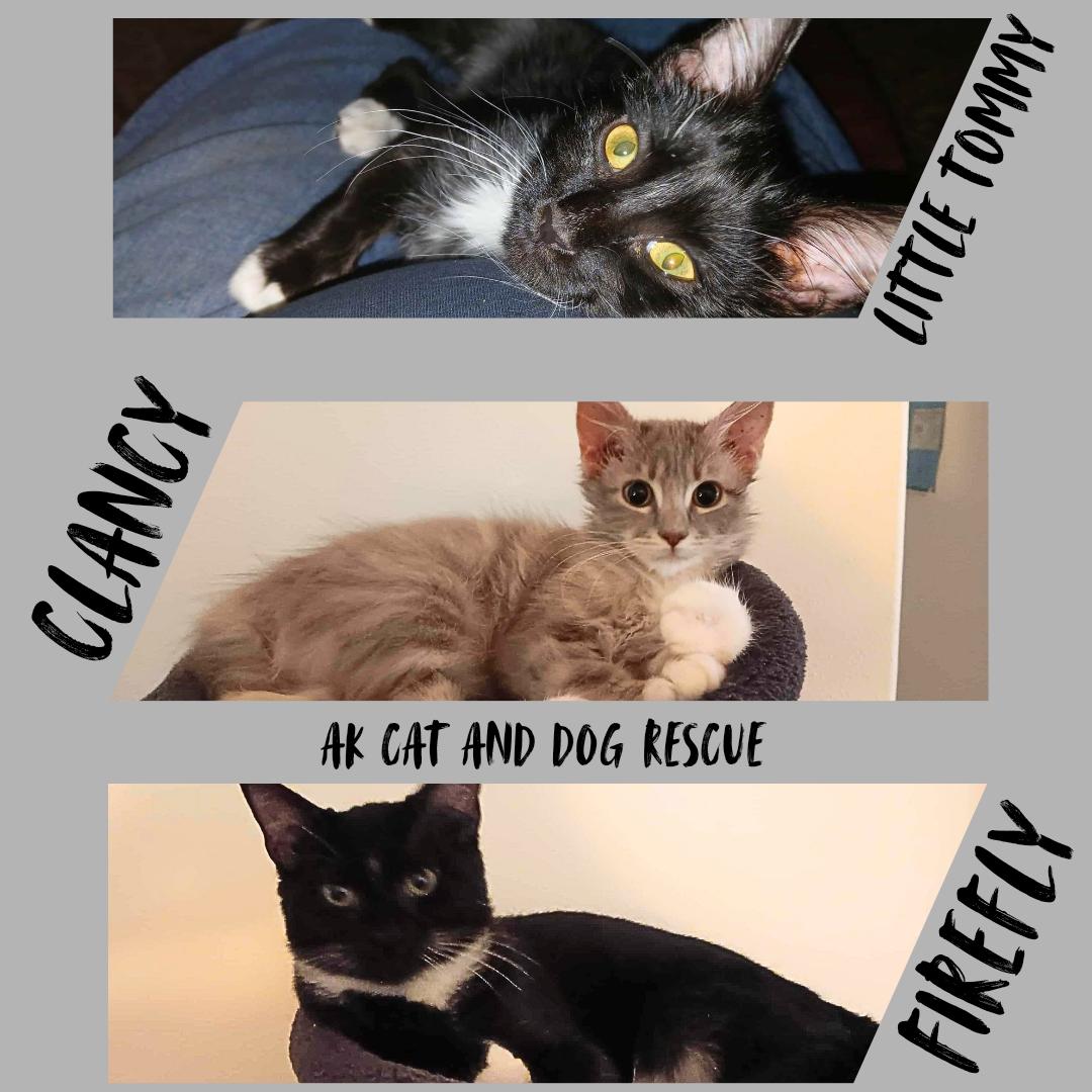 Enlarge Little Tommy, a Adoptable Domestic Medium Hair in Wasilla, AK image 3/5