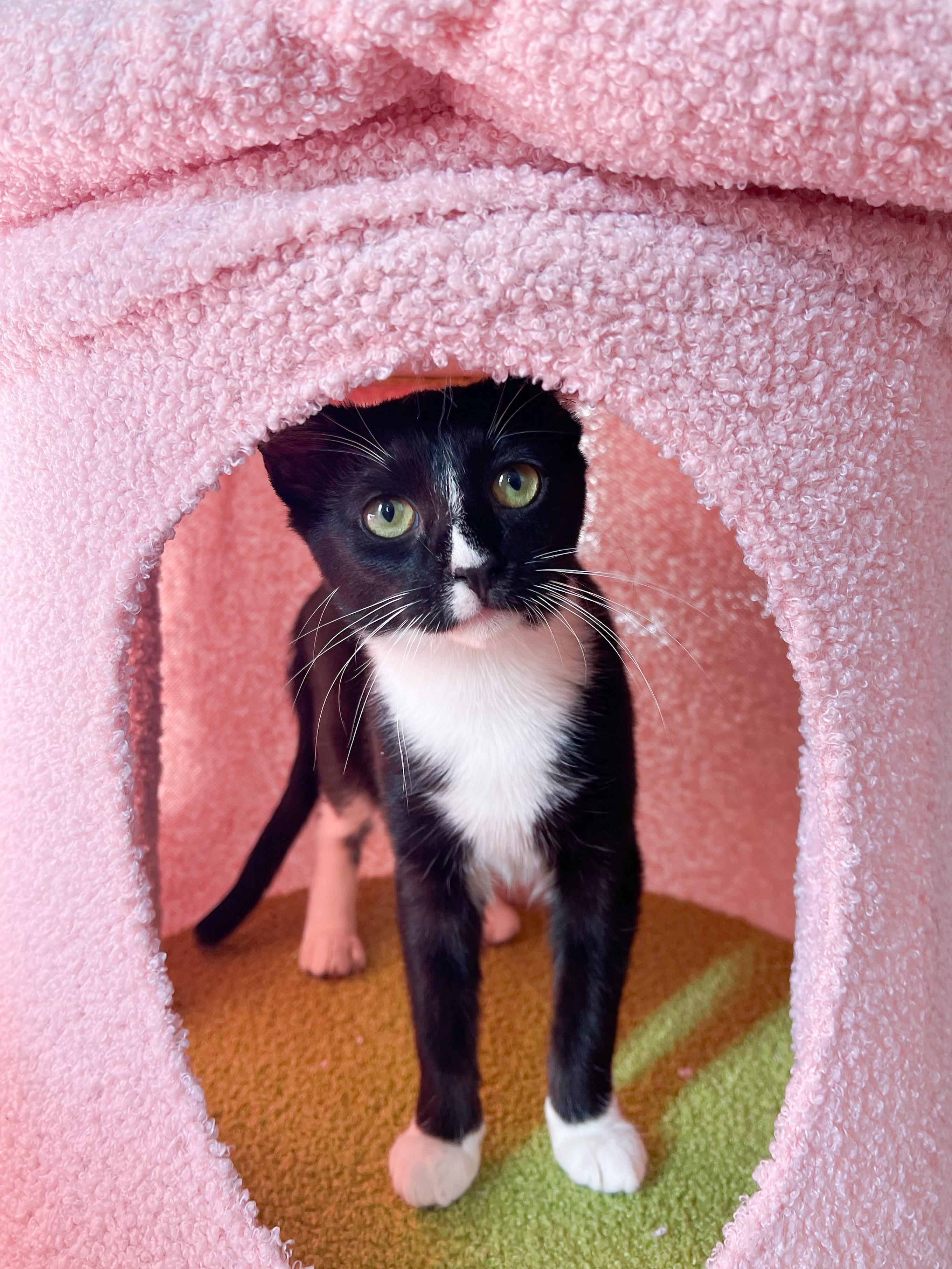 Dilly, Adoptable, Young Female Tuxedo.
