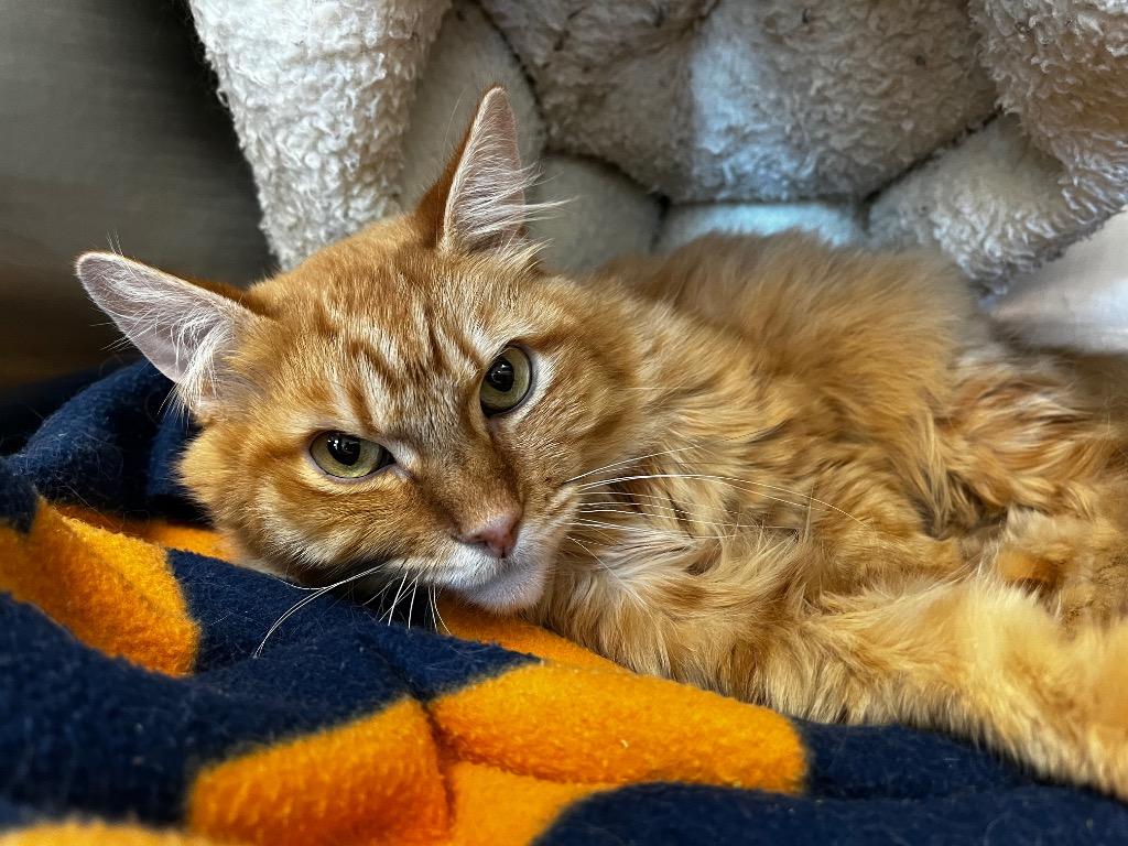 Funk, Adoptable, Senior Male Domestic Medium Hair.