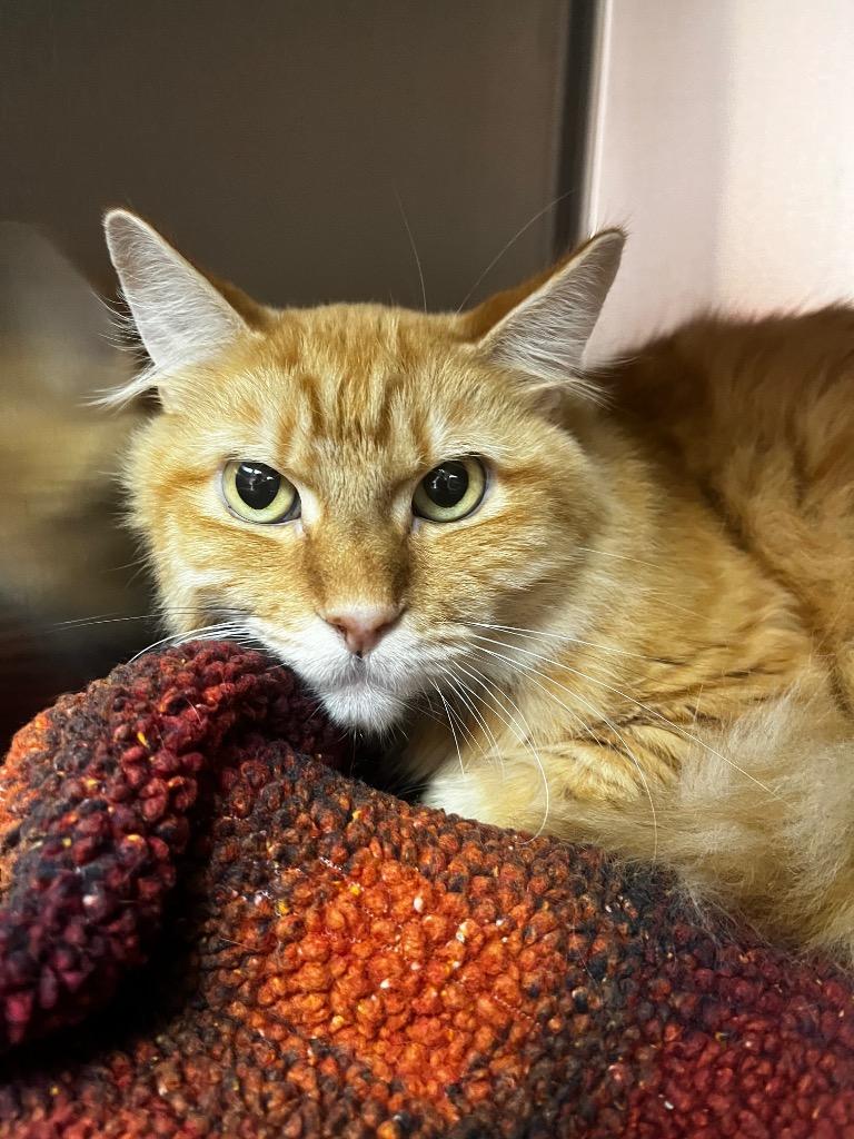 Funk, Adoptable, Senior Male Domestic Medium Hair.