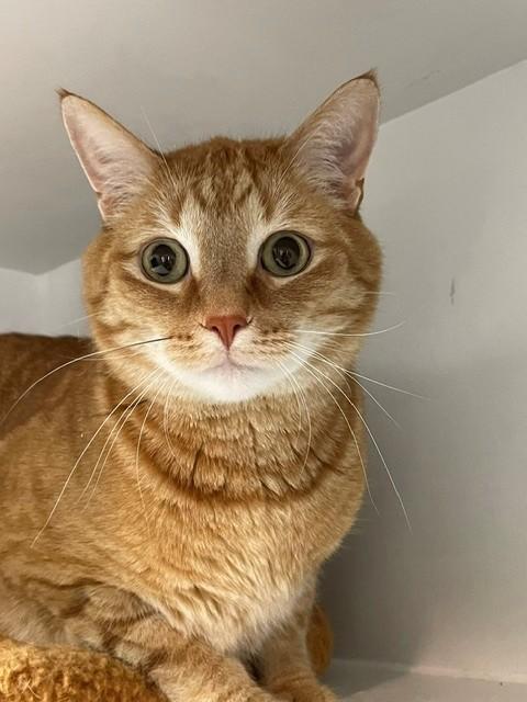 Cinnamon, ADOPTABLE, Adult Male Domestic Short Hair.
