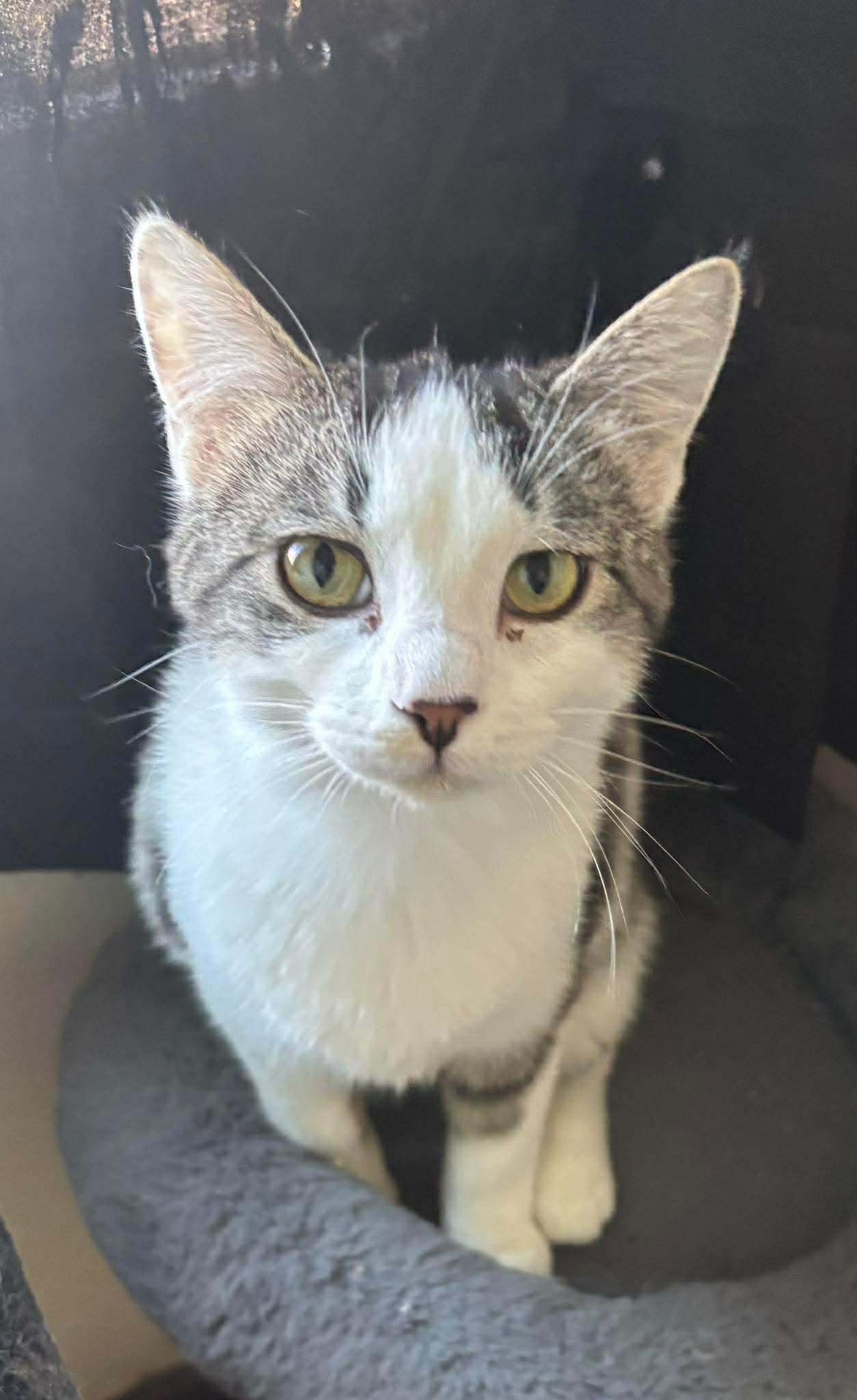 Glacier, ADOPTABLE, Young Female Domestic Short Hair.