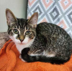 Prince, ADOPTABLE, Young Male Domestic Short Hair.