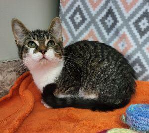Enlarge Prince, a ADOPTABLE Domestic Short Hair in Bucyrus, OH image 2/3