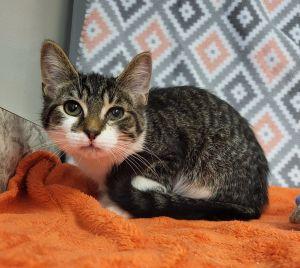 Enlarge Prince, a ADOPTABLE Domestic Short Hair in Bucyrus, OH image 3/3