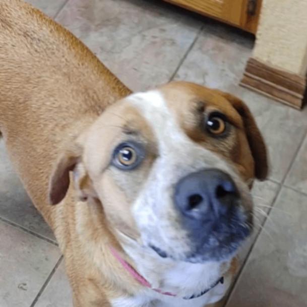 Enlarge Beasley, a Adoptable mixed breed in Austin, TX image 6/6
