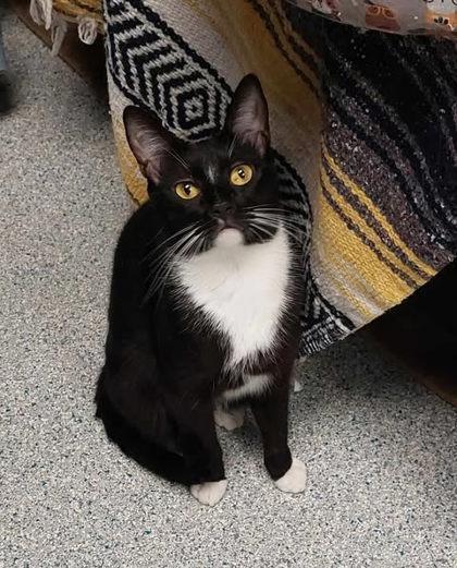 Enlarge Mercury, a Adoptable Domestic Short Hair in Atlanta, GA image 1/2