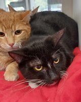 Enlarge Mercury, a Adoptable Domestic Short Hair in Atlanta, GA image 2/2