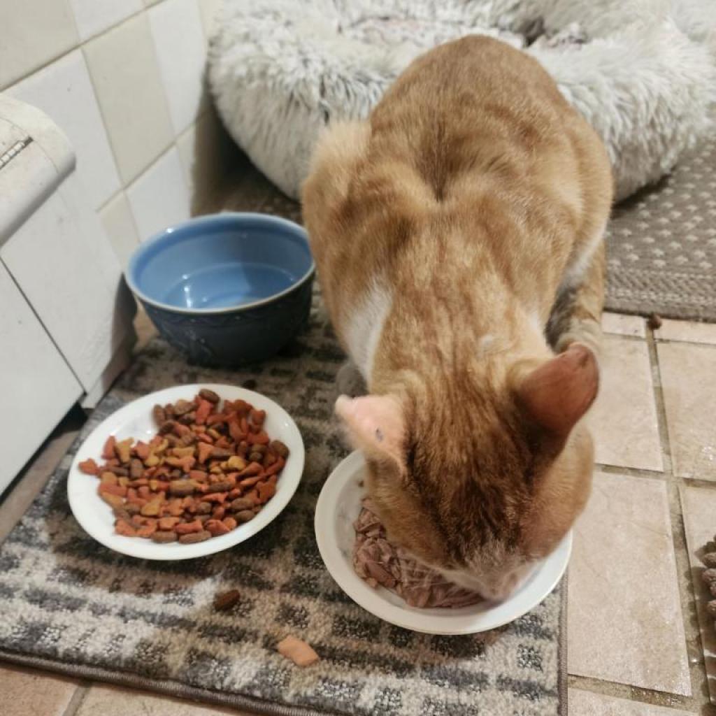 Rebel, Adoptable, Adult Male Domestic Short Hair.