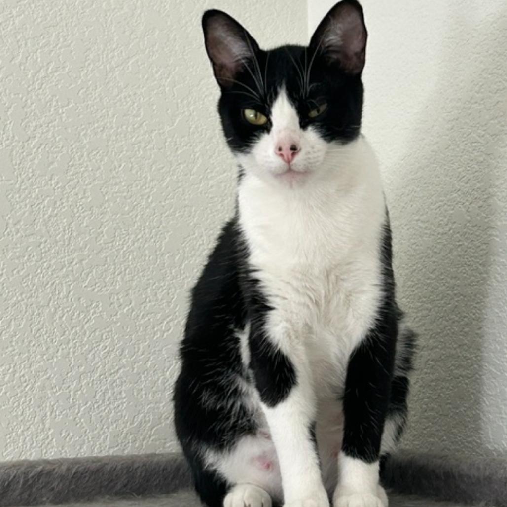 Ellie, Adoptable, Adult Female Domestic Short Hair.