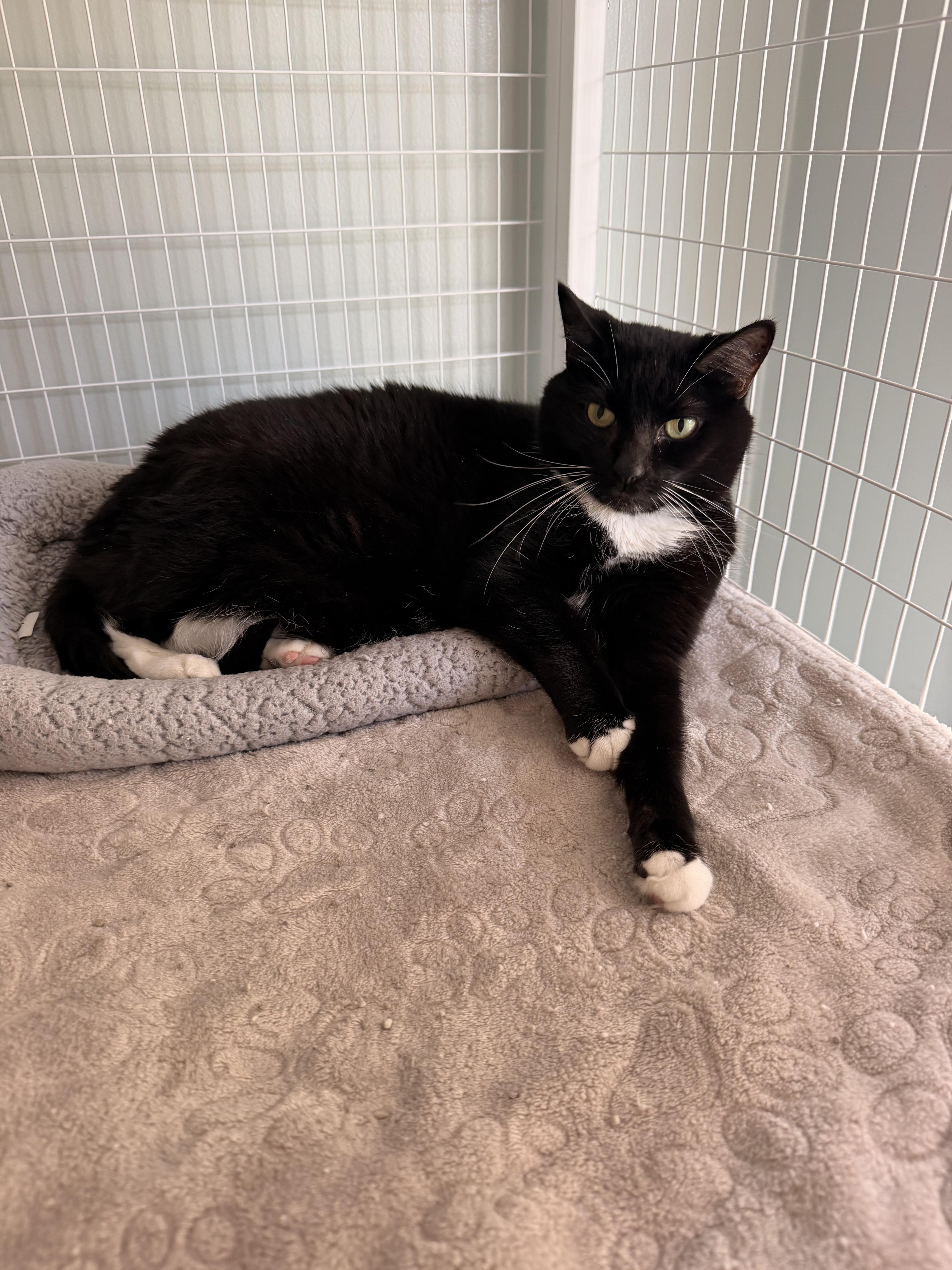 Enlarge Siren, a Adoptable Domestic Short Hair in Suffolk, VA image 1/1
