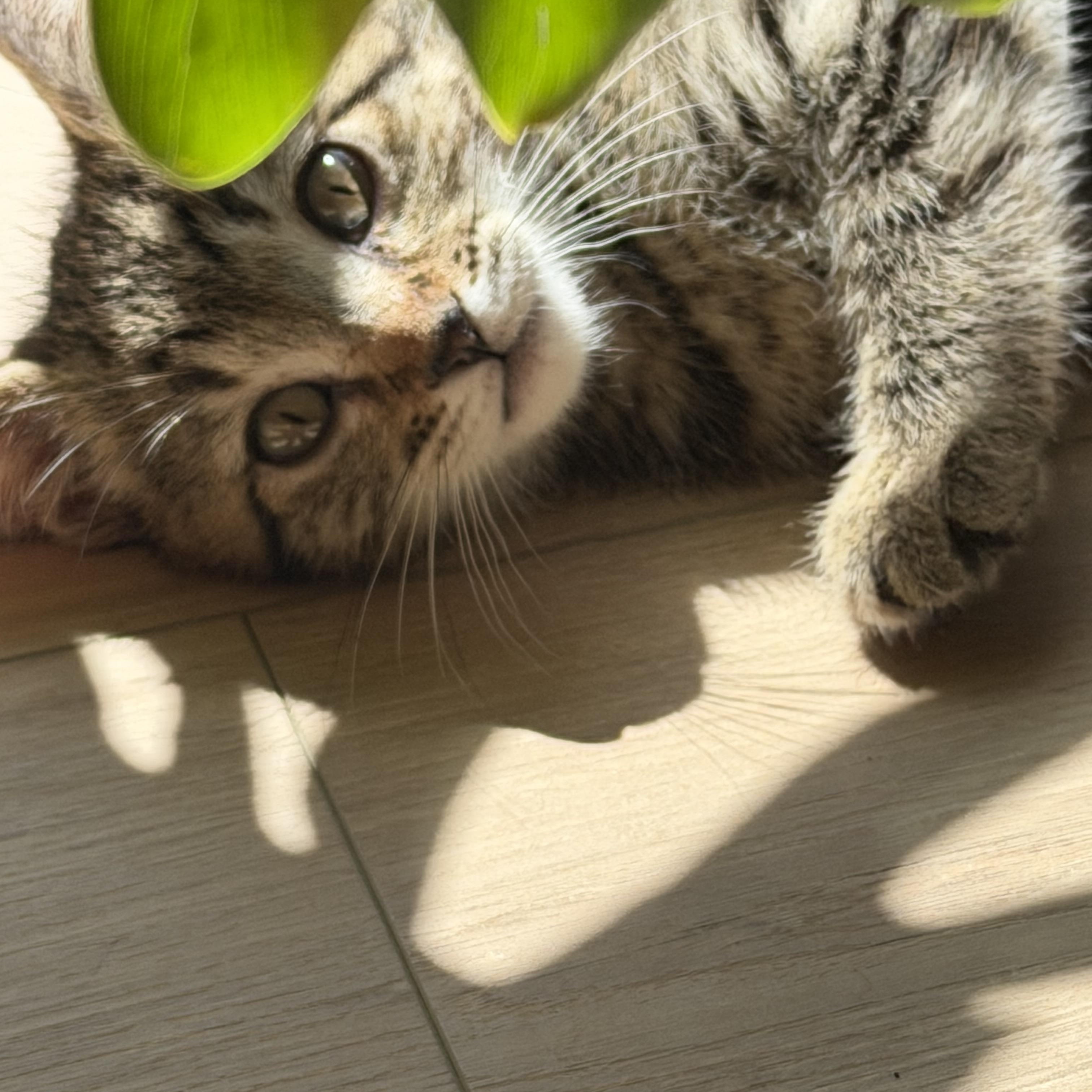 Lychee, a Adoptable mixed breed in Midvale, UT image 5/6