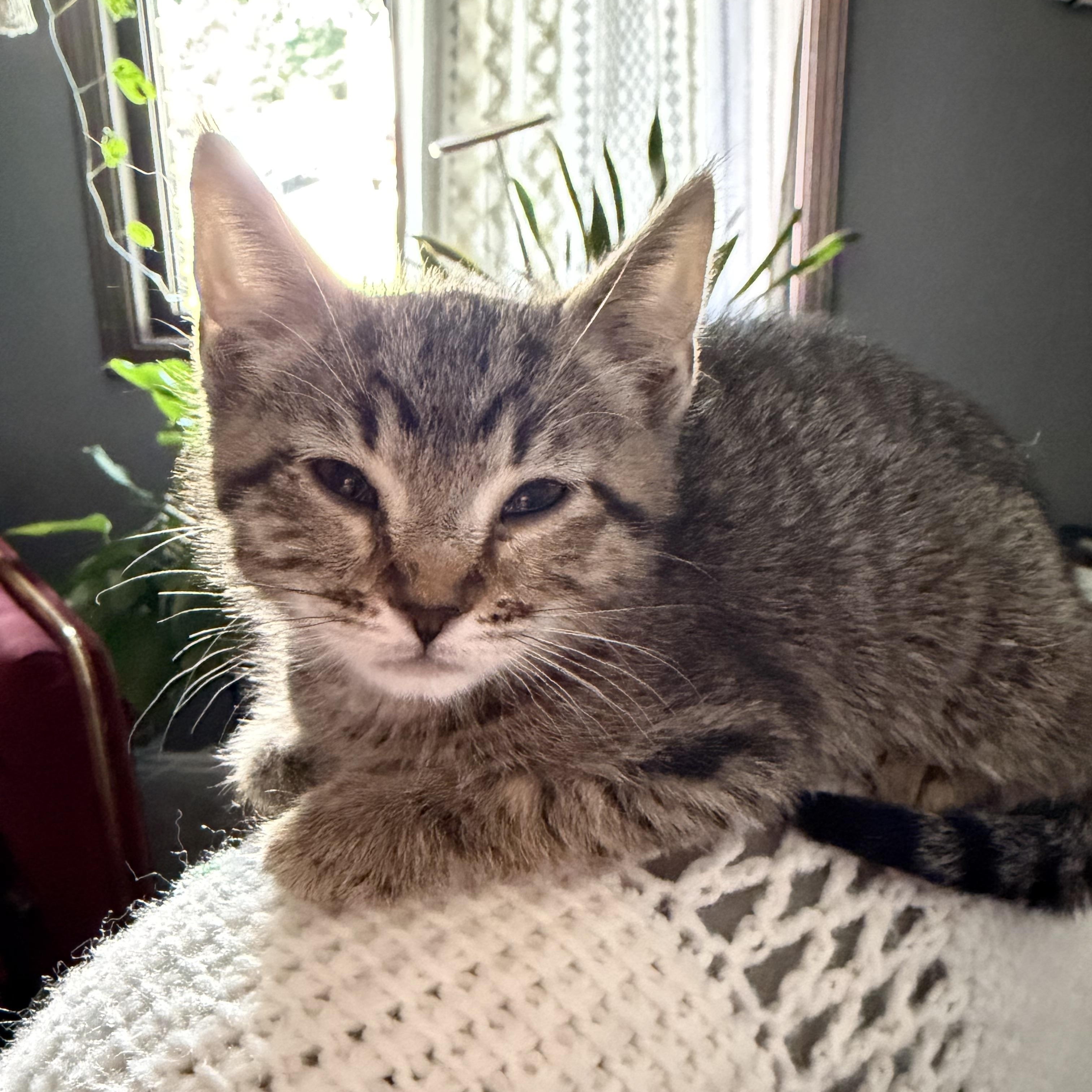 Lychee, Adoptable, Kitten Male Domestic Short Hair & Tabby.