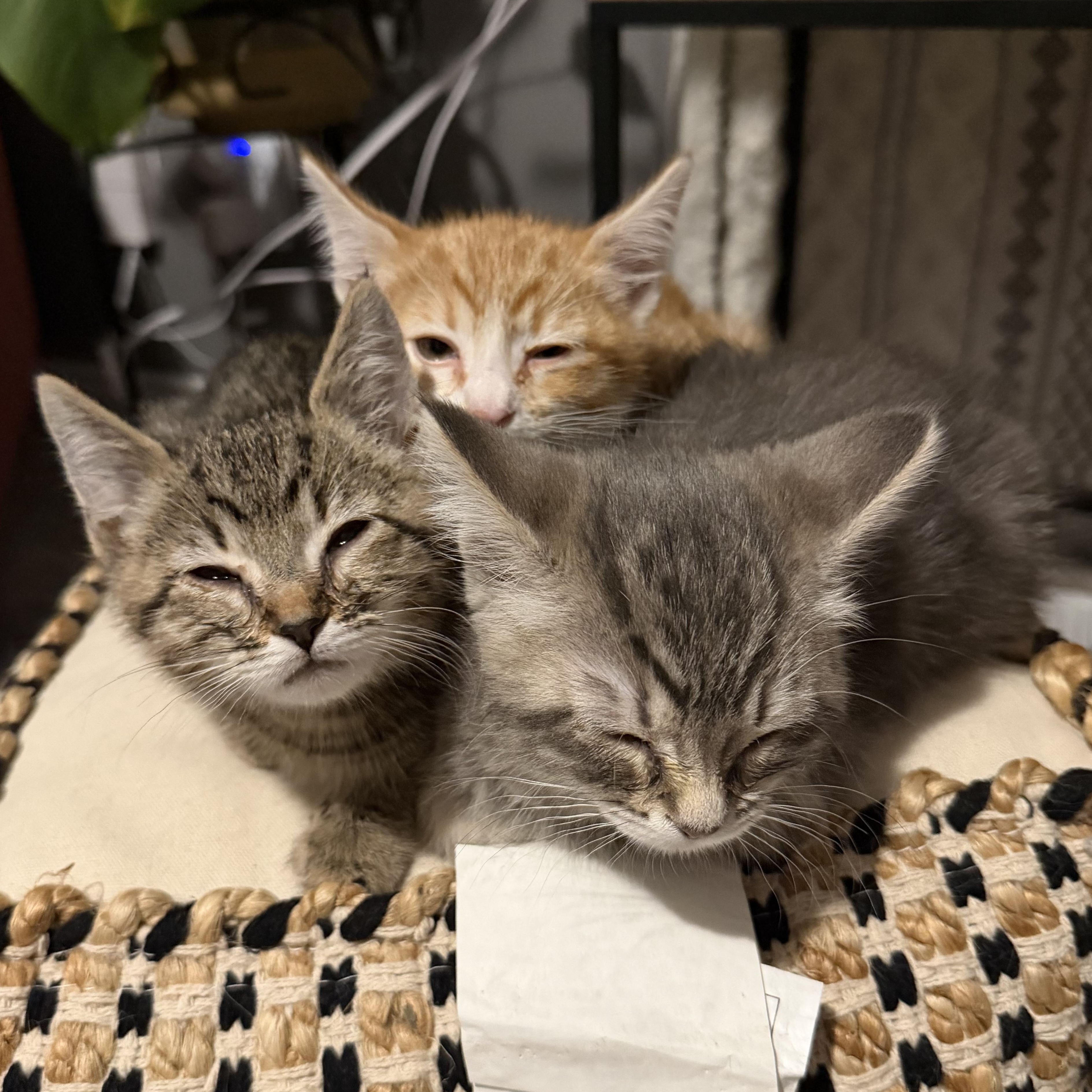 Enlarge Lychee, a Adoptable mixed breed in Midvale, UT image 5/5