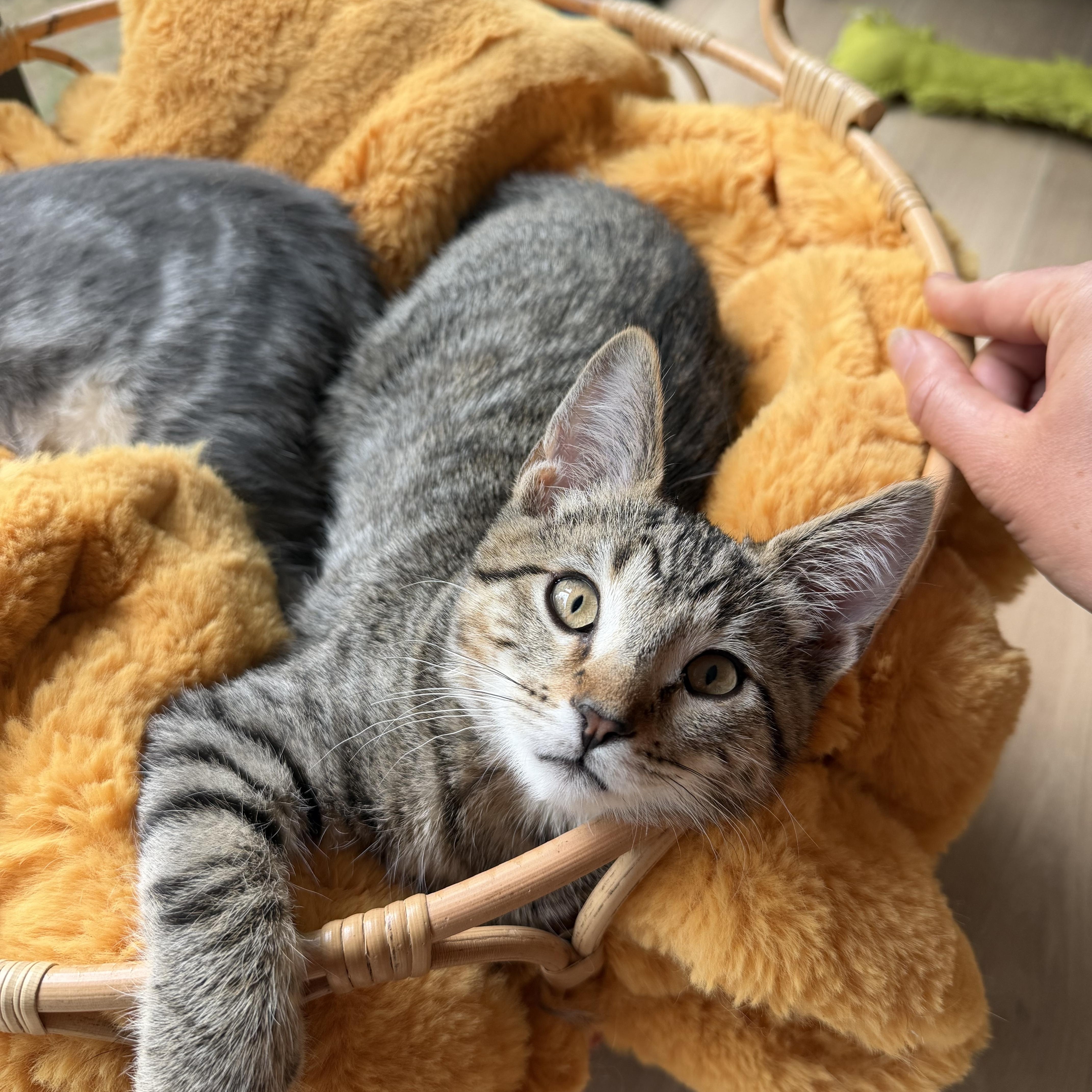 Lychee, a Adoptable mixed breed in Midvale, UT image 1/6