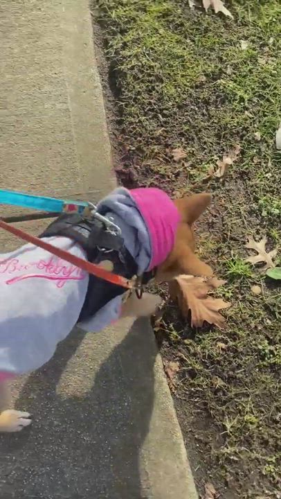 Enlarge Nala, a Adopted mixed breed in Floral Park, NY video 5/9