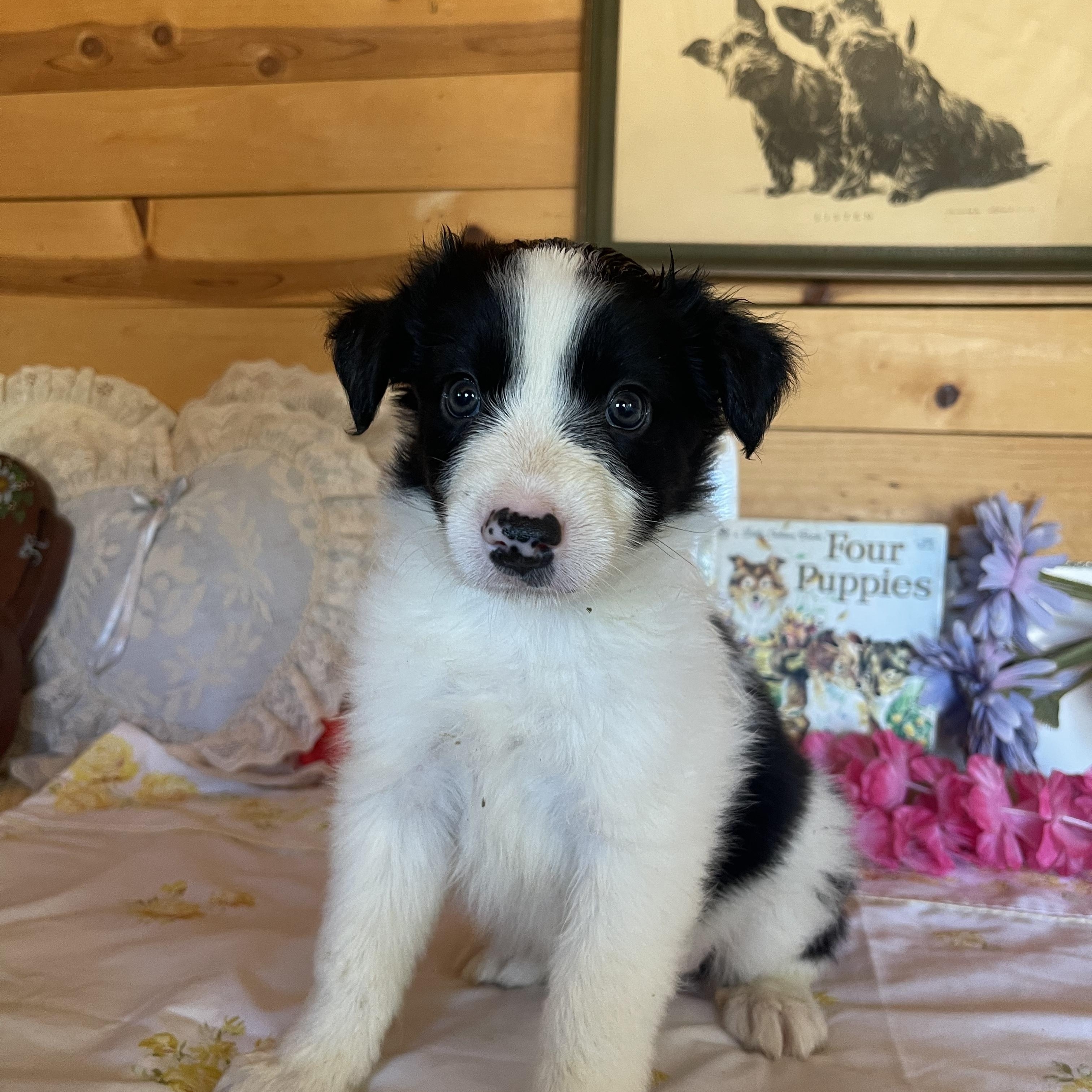 Shelby, an adopted Border Collie in Vacaville, CA image 1/4