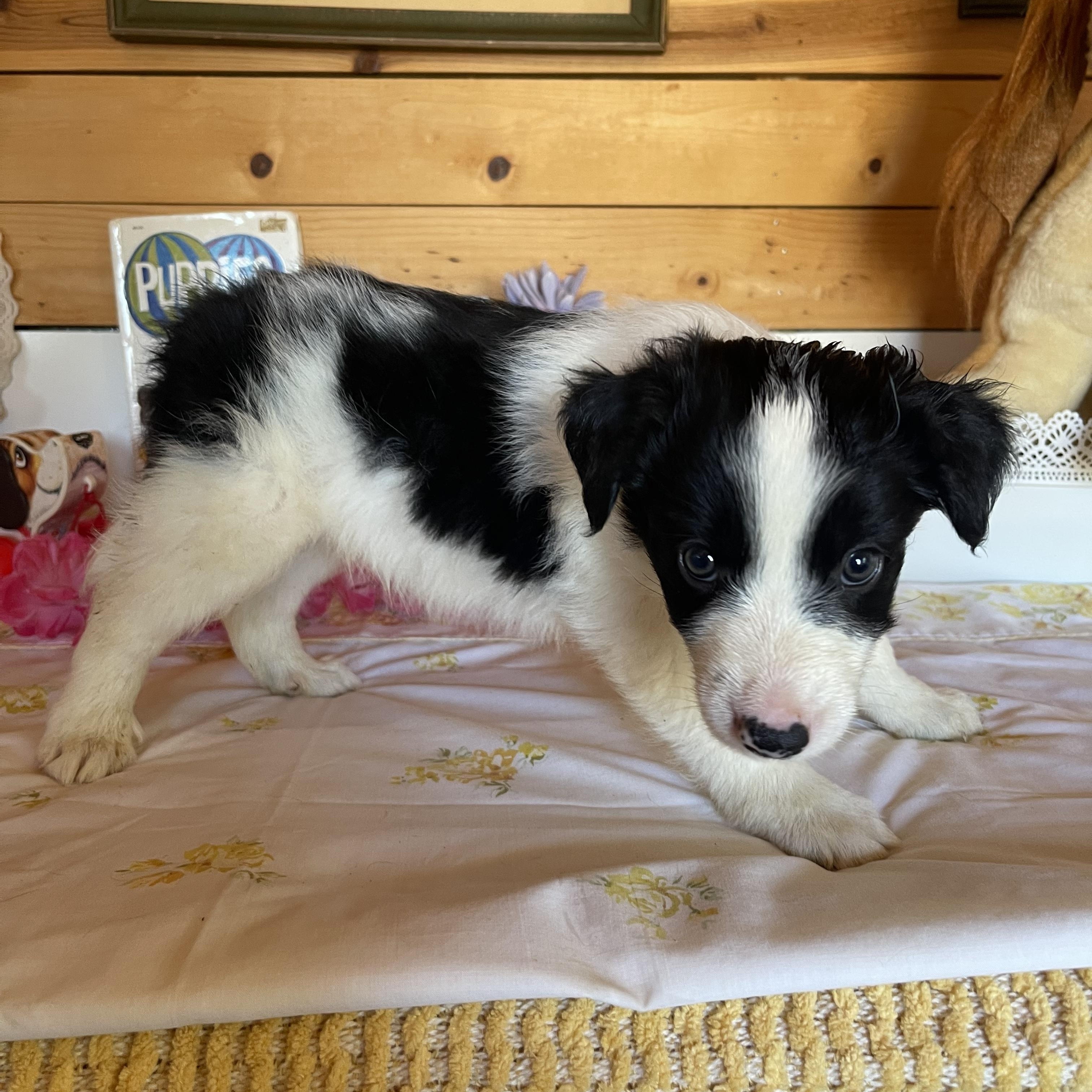 Shelby, an adopted Border Collie in Vacaville, CA image 2/4