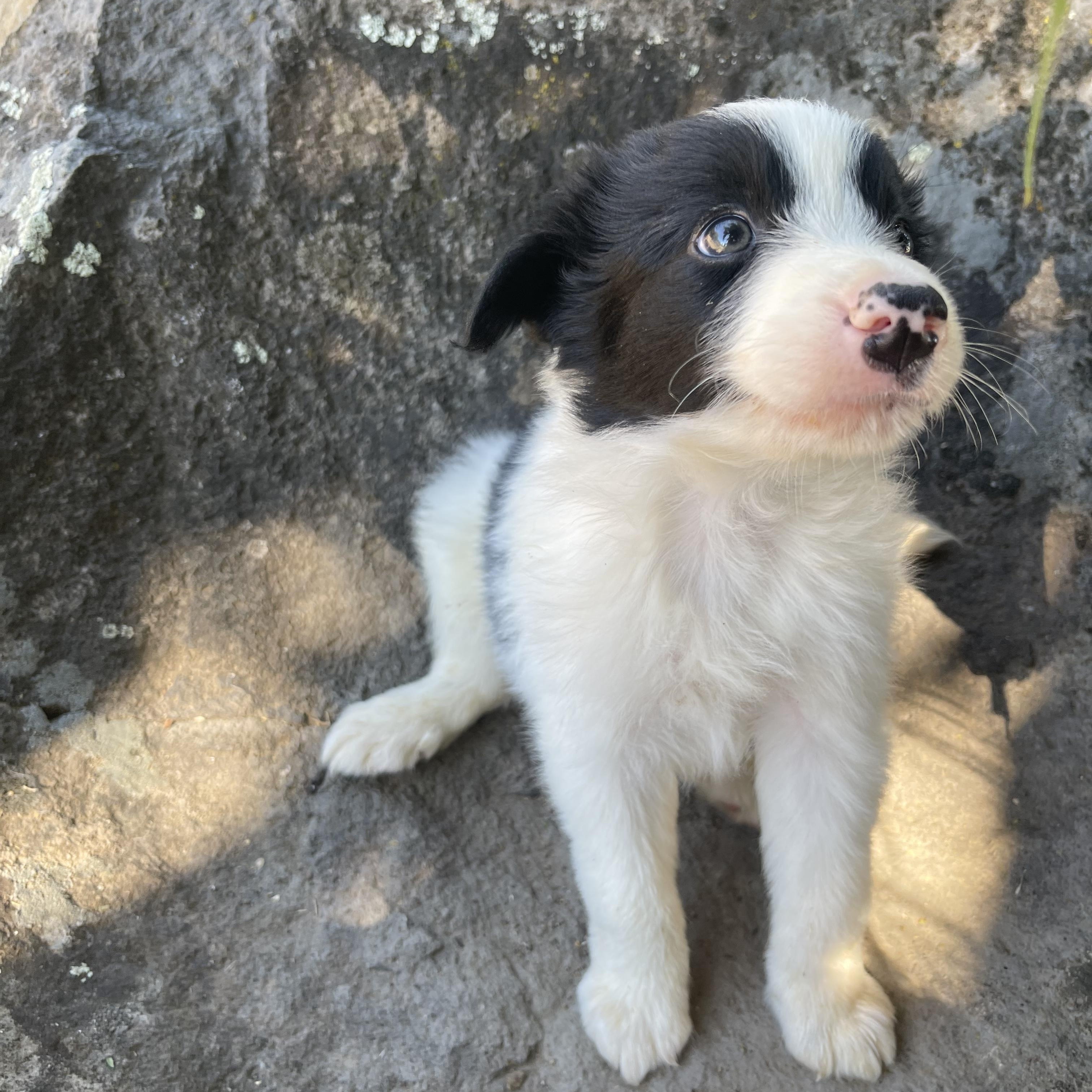 Shelby, an adopted Border Collie in Vacaville, CA image 3/4
