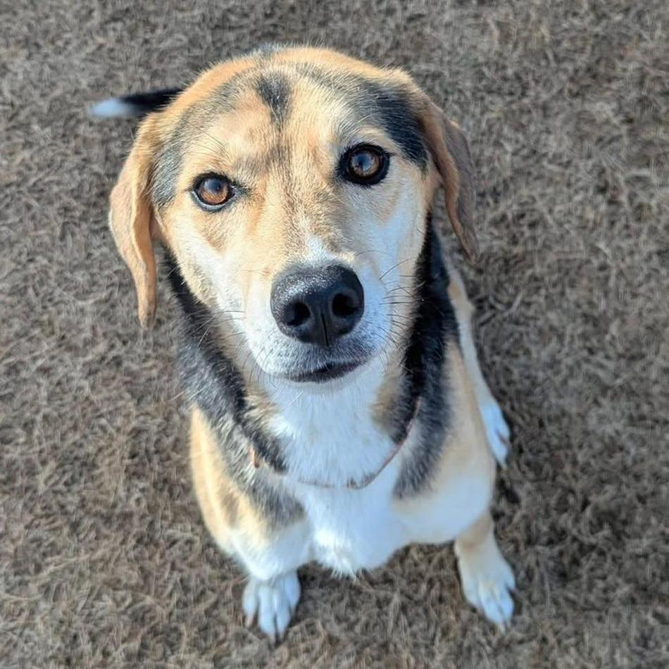 ELLIE Available NOW - ADOPTION or RESCUE!, Adoptable, Adult Female Mixed Breed.