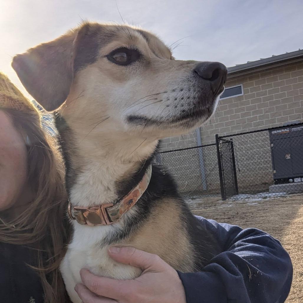 Enlarge ELLIE  Available NOW - ADOPTION or RESCUE!, a Adoptable Mixed Breed in Nashville, NC image 2/3