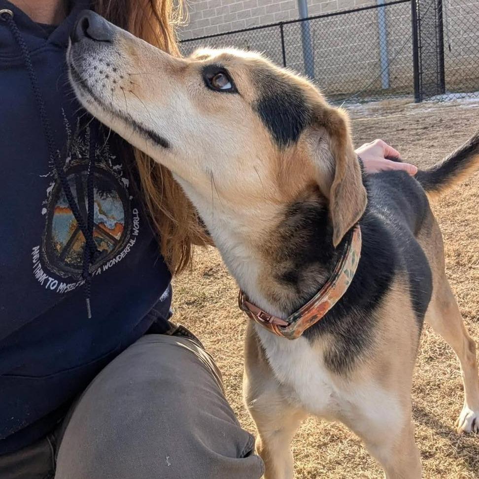 Enlarge ELLIE  Available NOW - ADOPTION or RESCUE!, a Adoptable Mixed Breed in Nashville, NC image 3/3