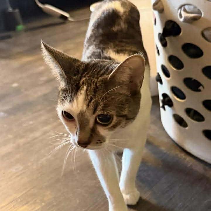 Enlarge Cranberry, a Adoptable Domestic Short Hair in Jarrettsville, MD image 2/6