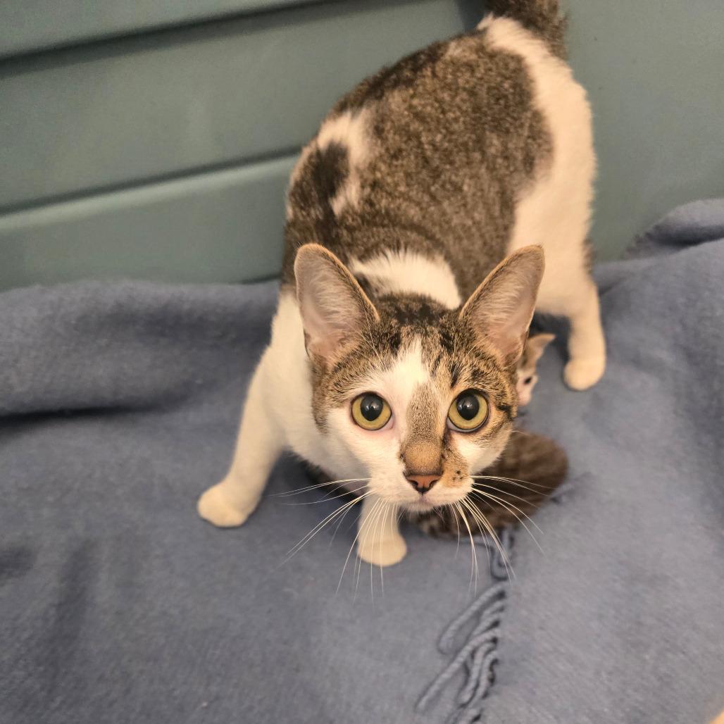 Enlarge Cranberry, a Adoptable Domestic Short Hair in Jarrettsville, MD image 3/6