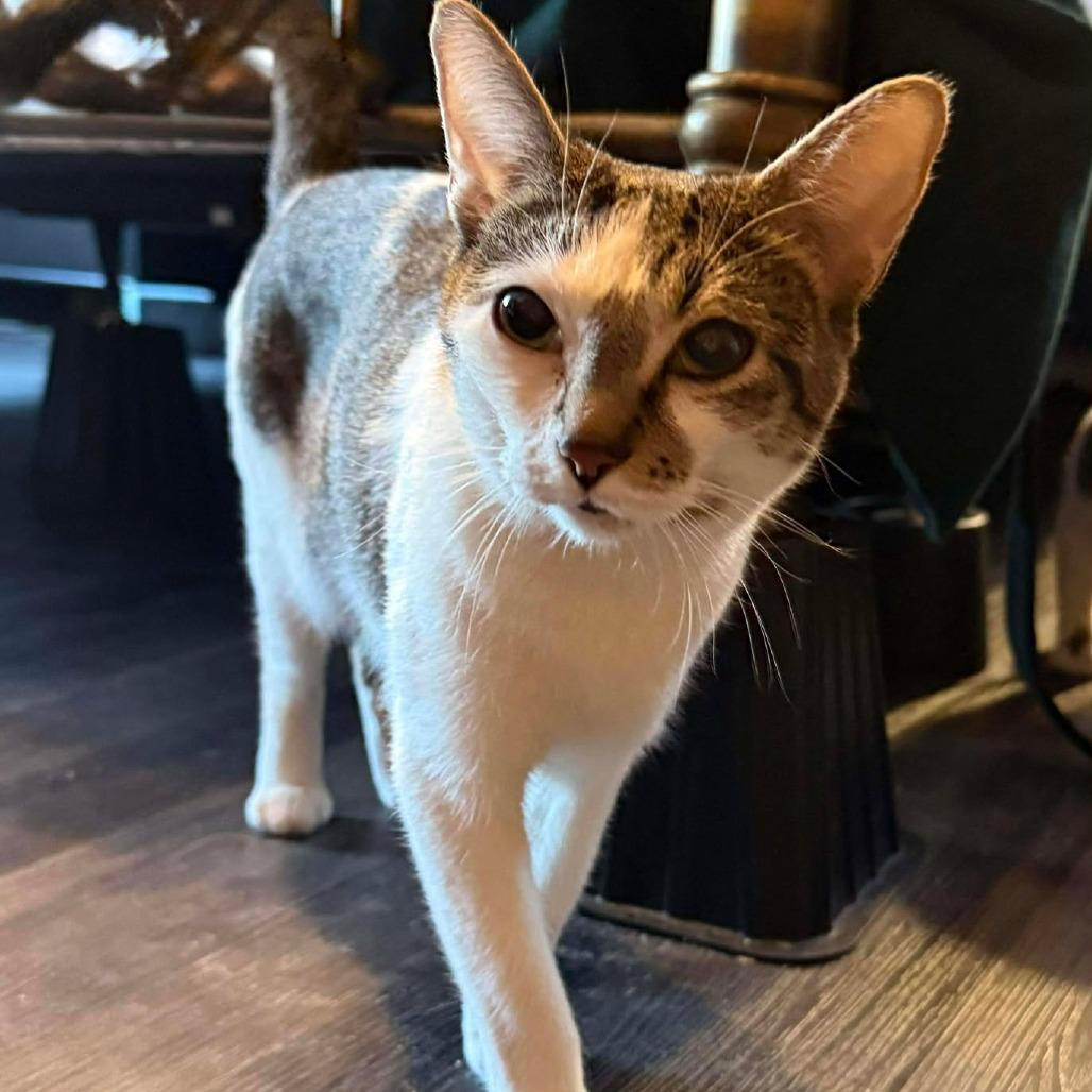 Enlarge Cranberry, a Adoptable Domestic Short Hair in Jarrettsville, MD image 4/6