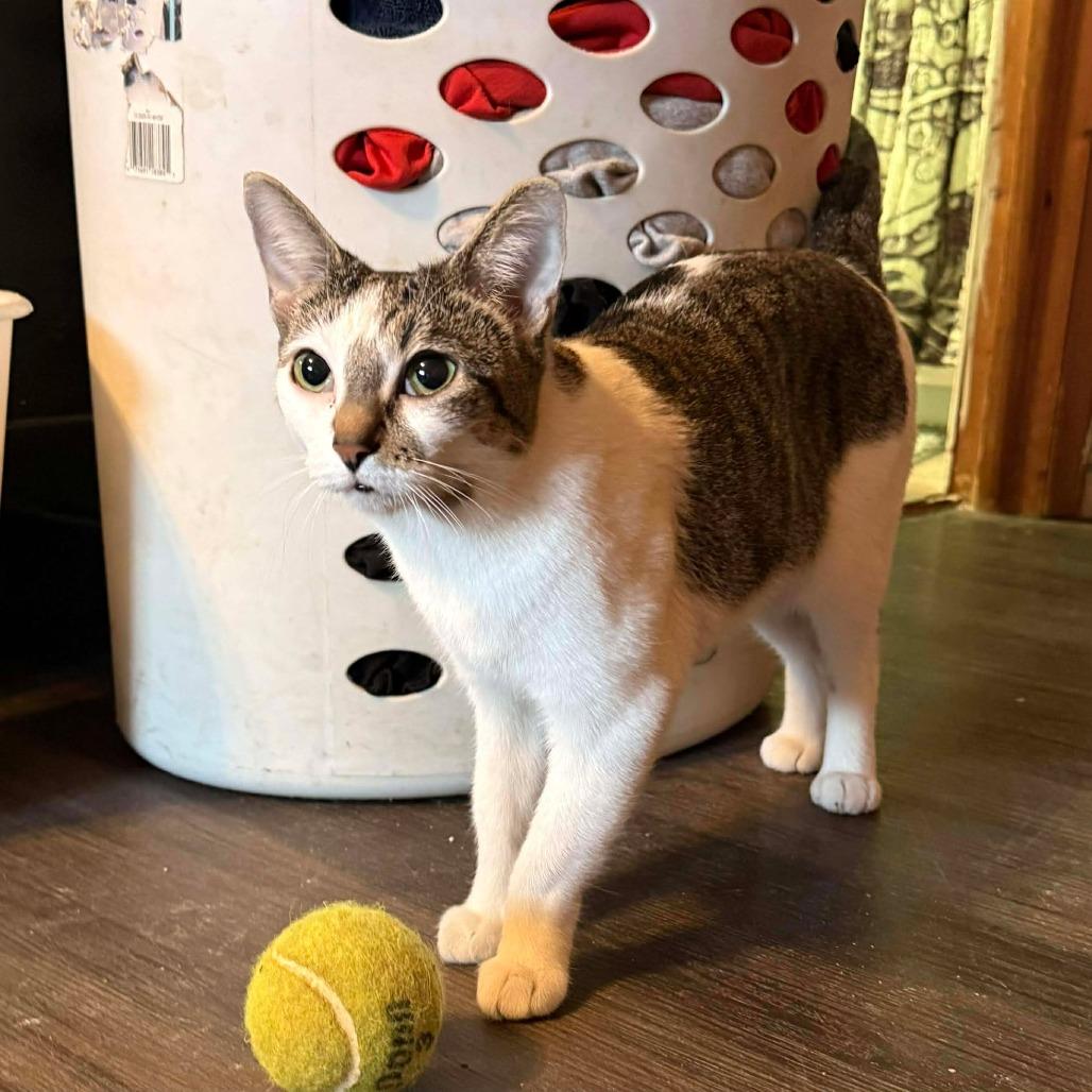 Enlarge Cranberry, a Adoptable Domestic Short Hair in Jarrettsville, MD image 5/6