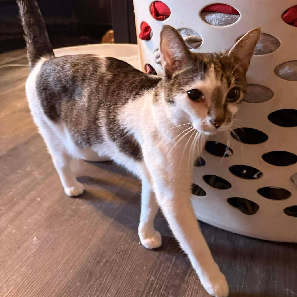 Enlarge Cranberry, a Adoptable Domestic Short Hair in Jarrettsville, MD image 6/6