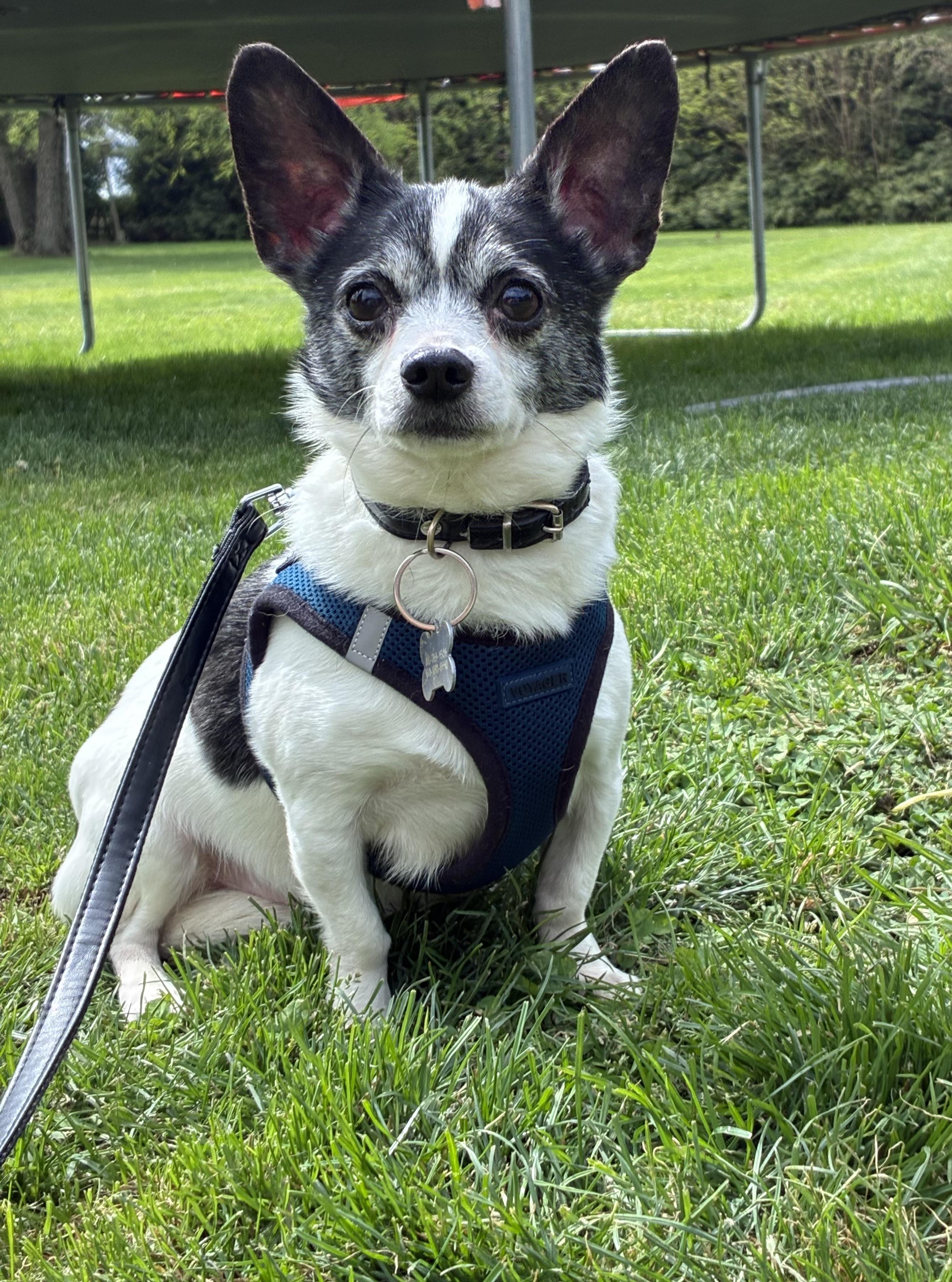 Enlarge Bleu &Asiago, a ADOPTABLE mixed breed in Lincoln University, PA image 2/4