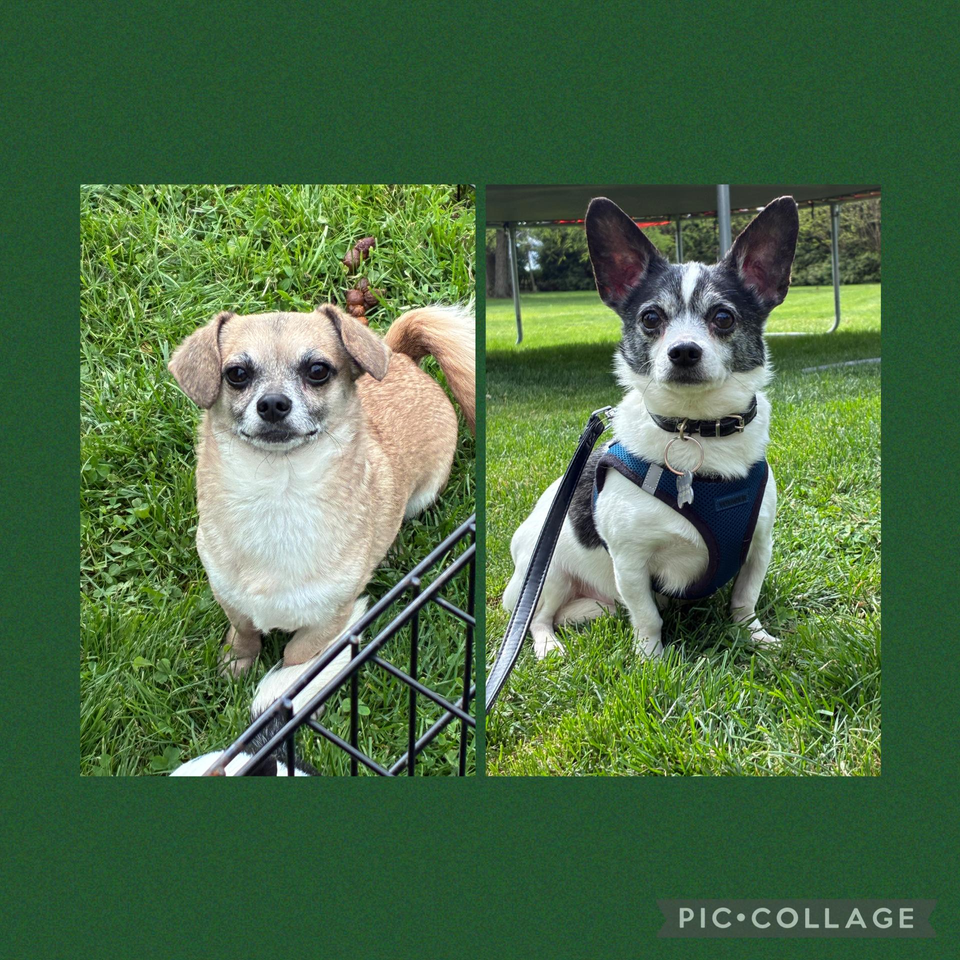 Enlarge Bleu &Asiago, a ADOPTABLE mixed breed in Lincoln University, PA image 1/4