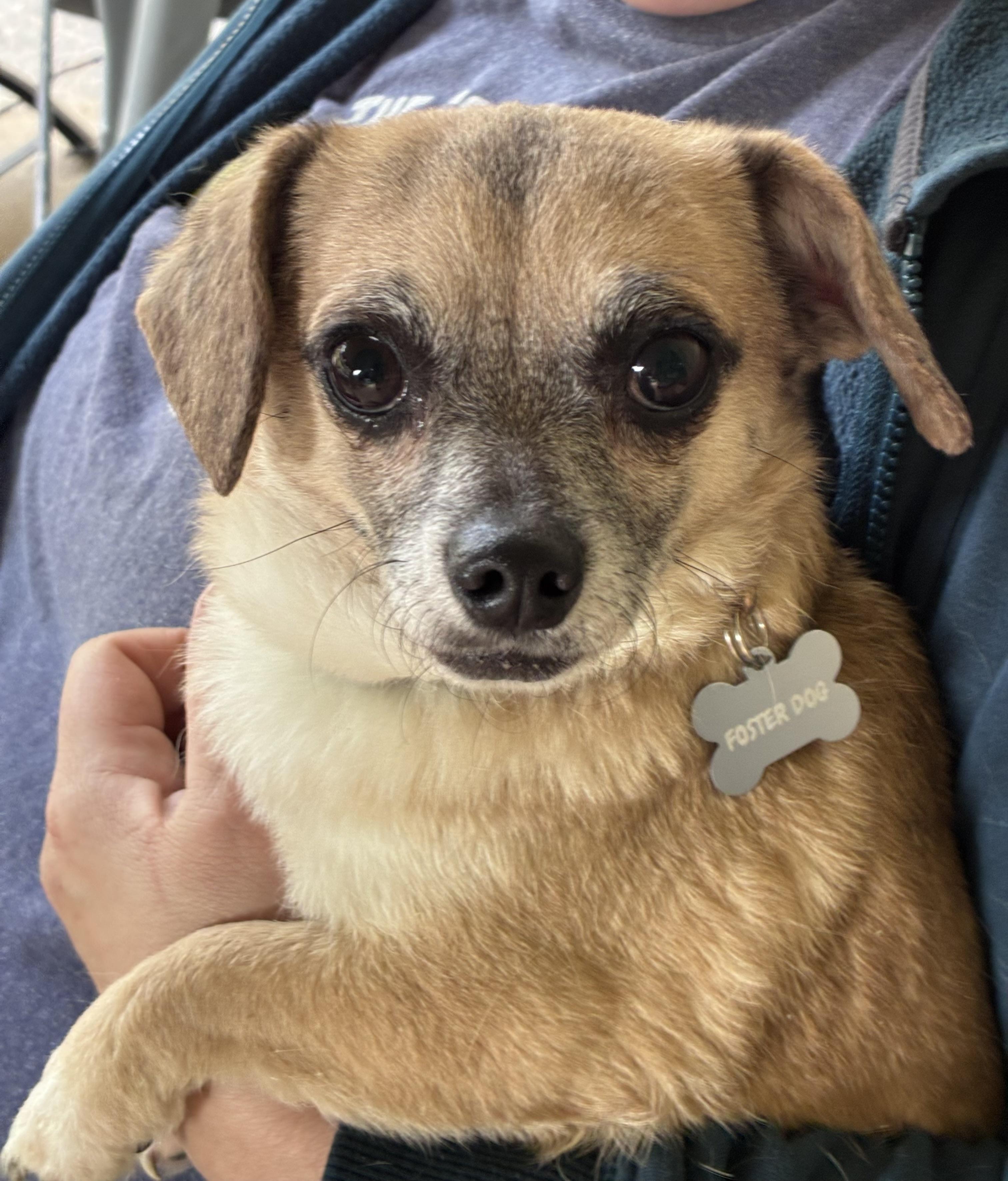 Enlarge Bleu &Asiago, a ADOPTABLE mixed breed in Lincoln University, PA image 3/4
