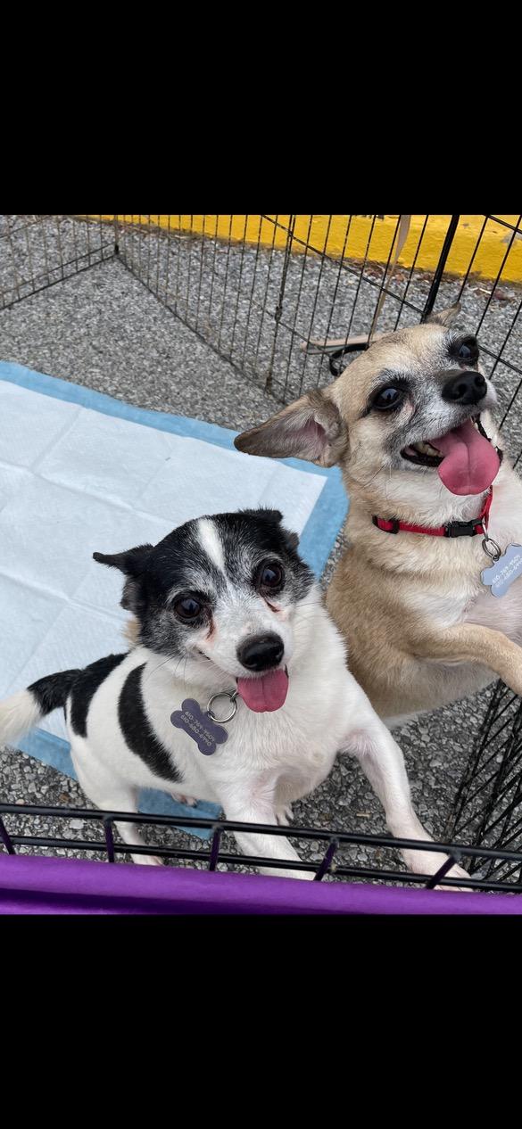 Enlarge Bleu &Asiago, a Adoptable mixed breed in Lincoln University, PA image 5/5
