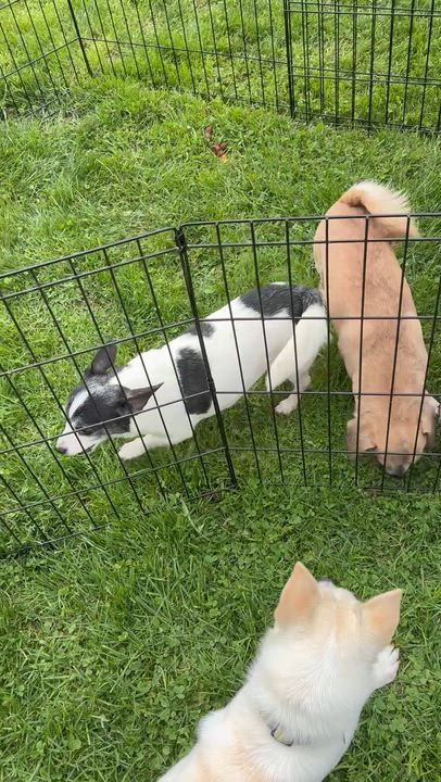 Enlarge Bleu &Asiago, a ADOPTABLE mixed breed in Lincoln University, PA video 4/4