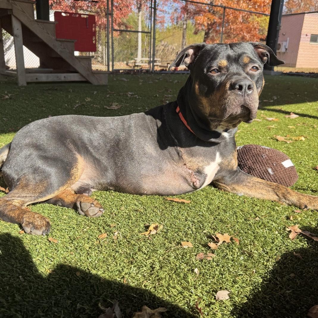 Enlarge Rocco, a Adoptable mixed breed in Eatontown, NJ image 2/6