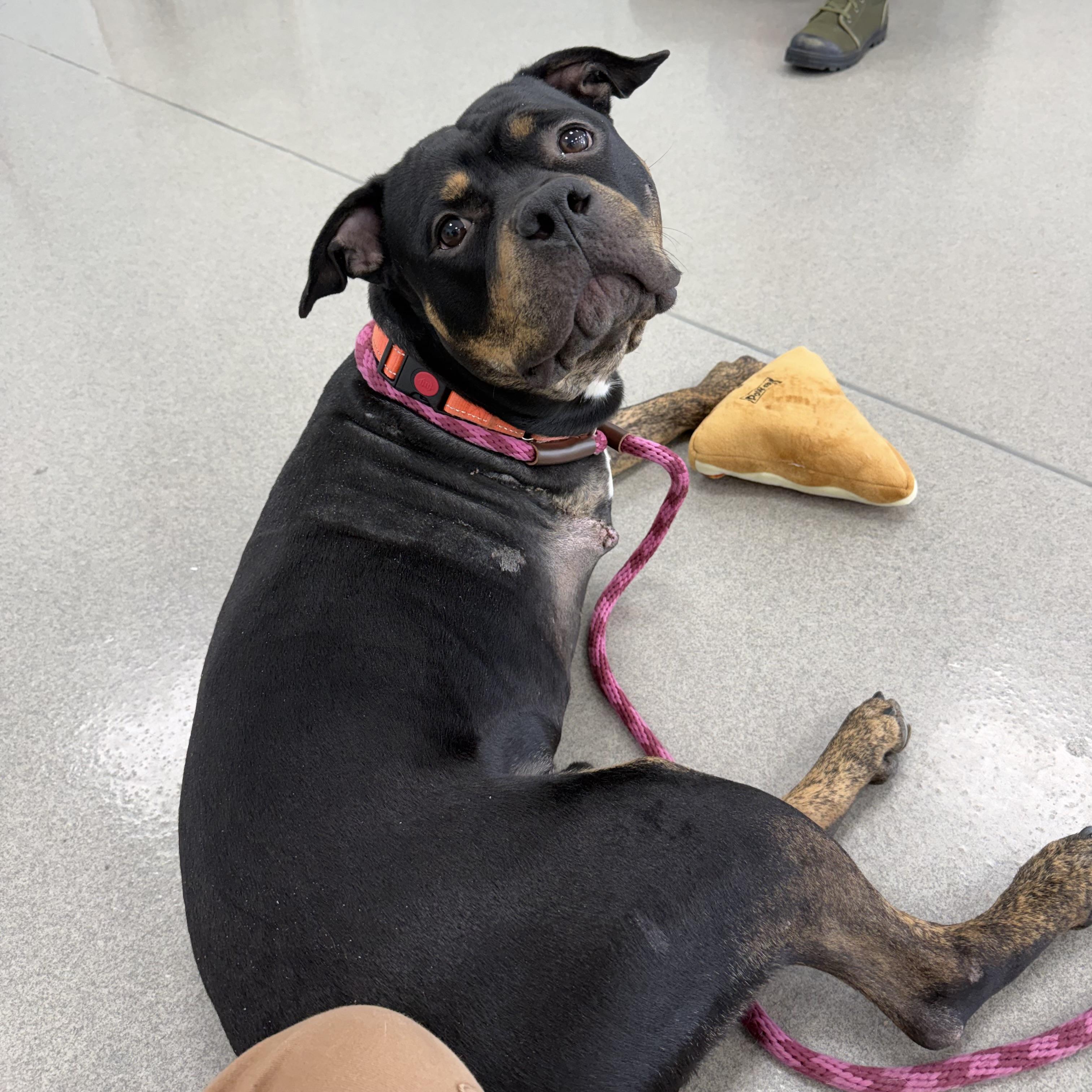 Enlarge Rocco, a Adoptable mixed breed in Eatontown, NJ image 6/6