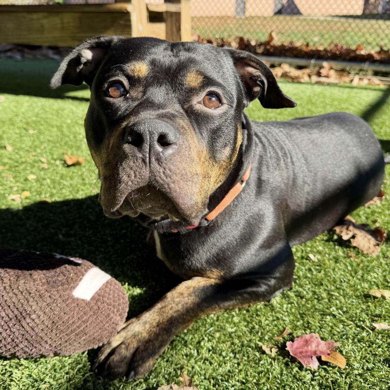 Enlarge Rocco, a Adoptable mixed breed in Eatontown, NJ image 4/6
