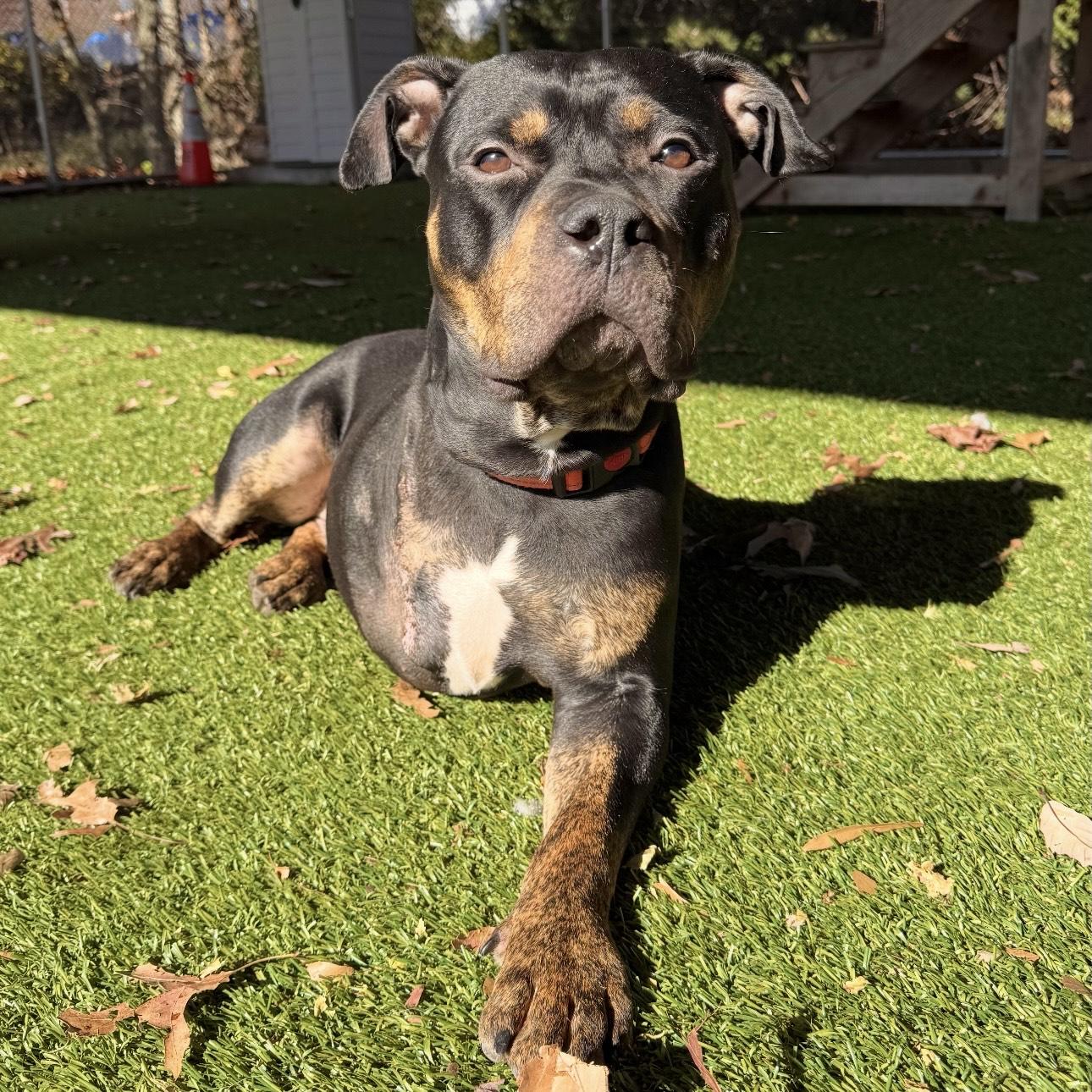 Enlarge Rocco, a Adoptable mixed breed in Eatontown, NJ image 3/6