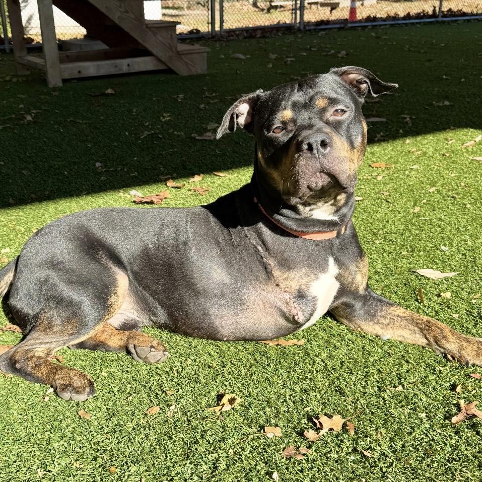 Enlarge Rocco, a Adoptable mixed breed in Eatontown, NJ image 1/6